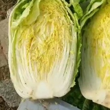 黄心白菜大量上市，万亩种植基地直供商超食堂支持团购平台