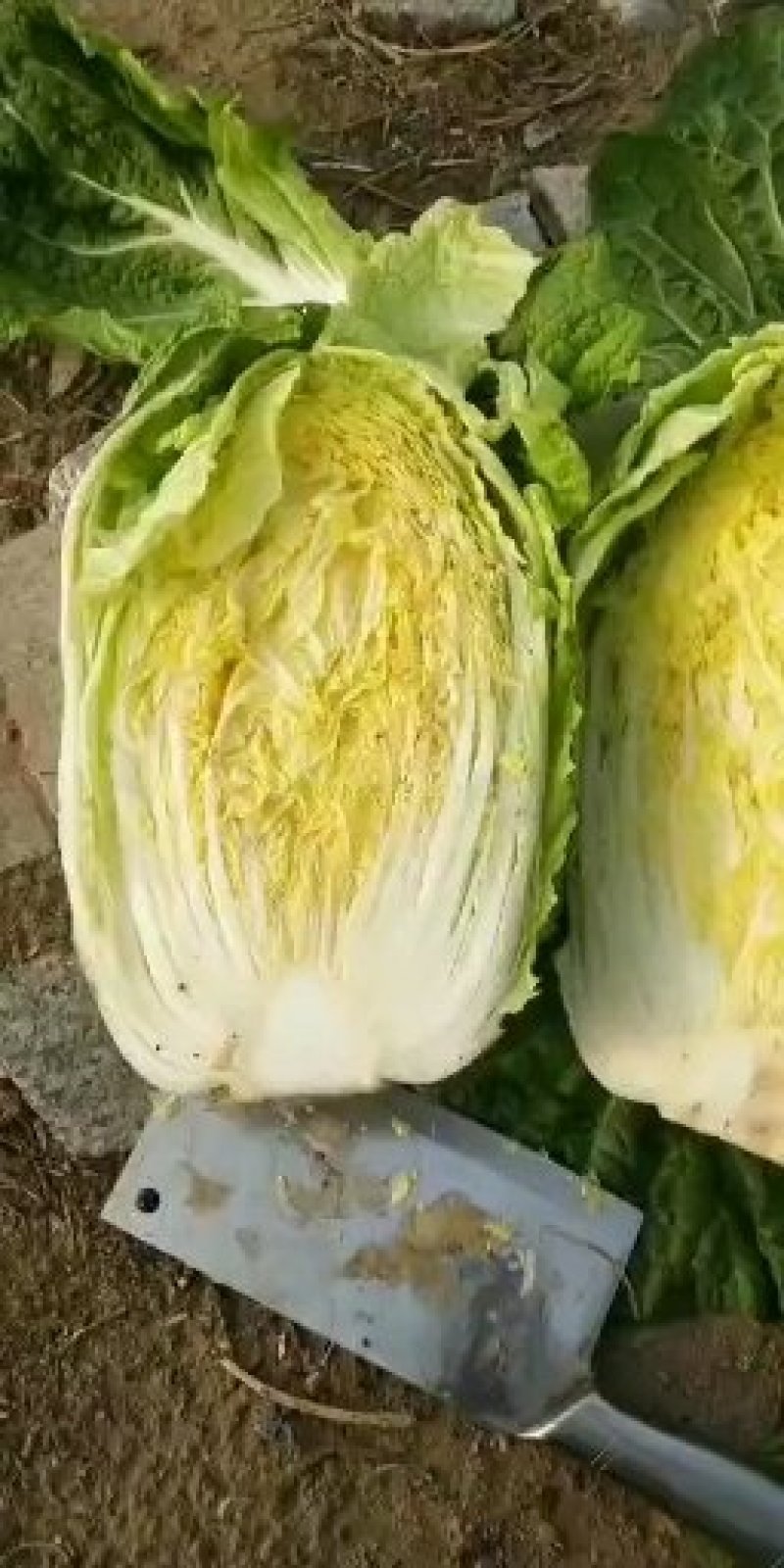 黄心白菜大量上市，万亩种植基地直供商超食堂支持团购平台
