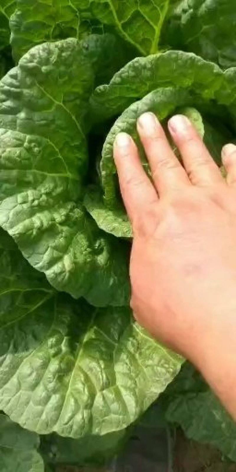 黄心白菜大量上市，万亩种植基地直供商超食堂支持团购平台