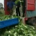 黄心白菜大量上市，万亩种植基地直供商超食堂支持团购平台