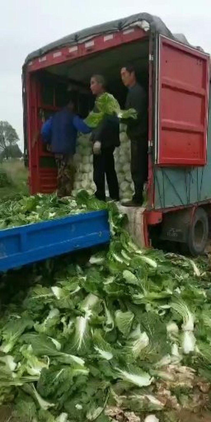 黄心白菜大量上市，万亩种植基地直供商超食堂支持团购平台