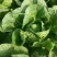 黄心白菜大量上市，万亩种植基地直供商超食堂支持团购平台