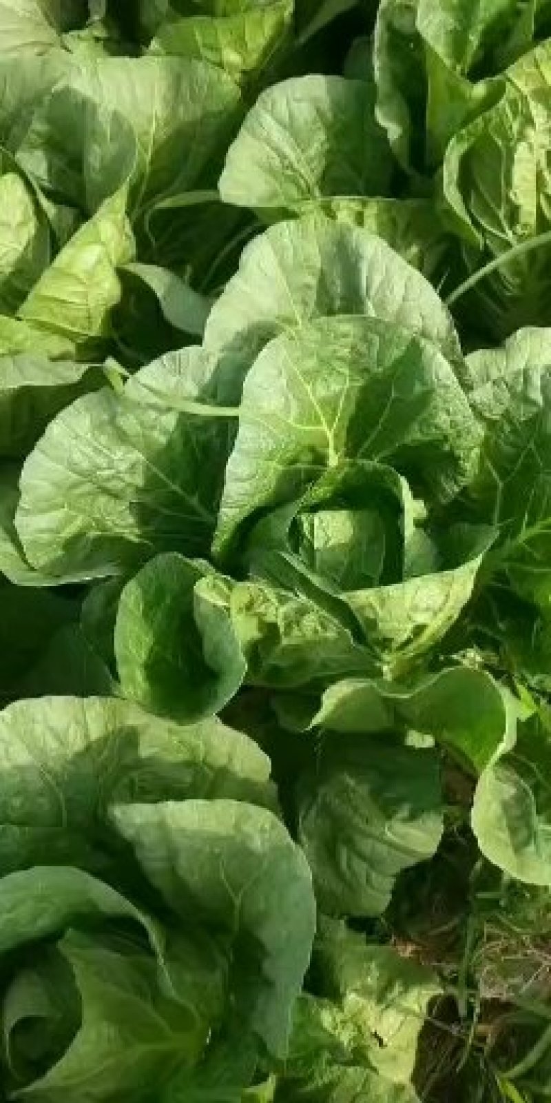 黄心白菜大量上市，万亩种植基地直供商超食堂支持团购平台