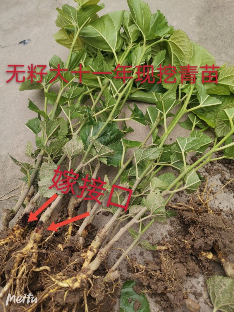 果桑苗无籽大十桑树苗现挖已嫁接包成活提供技术协助销售