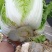 精品黄心大白菜大量上市