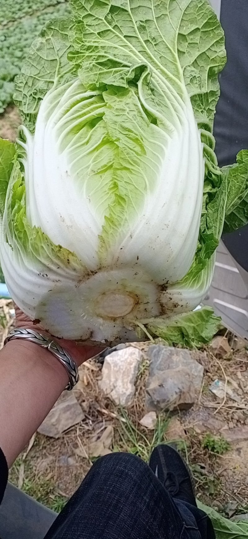 精品黄心大白菜大量上市