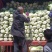 精品黄心大白菜大量上市