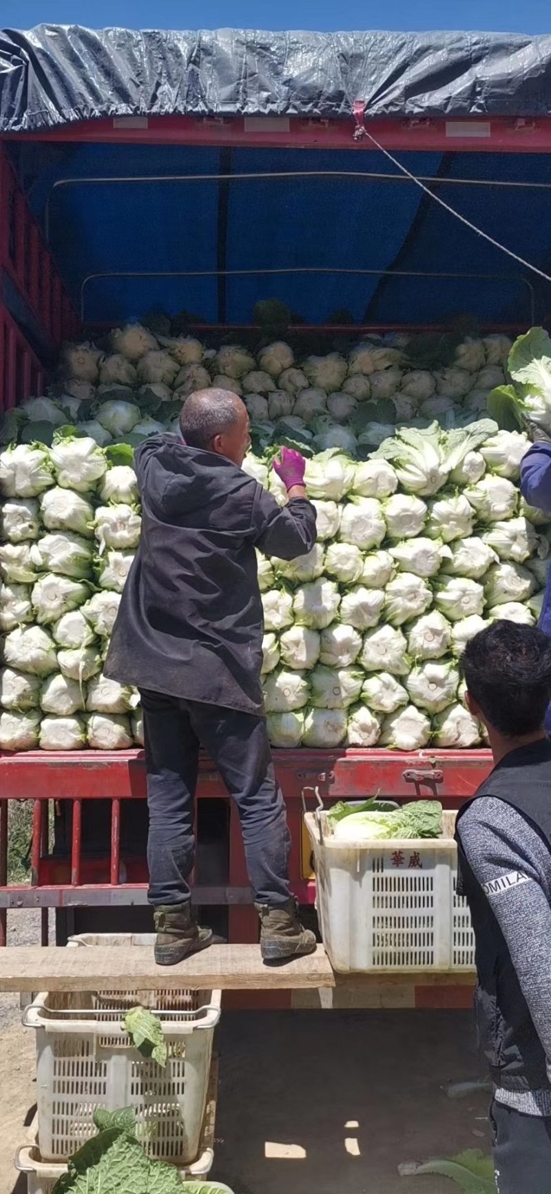 精品黄心大白菜大量上市