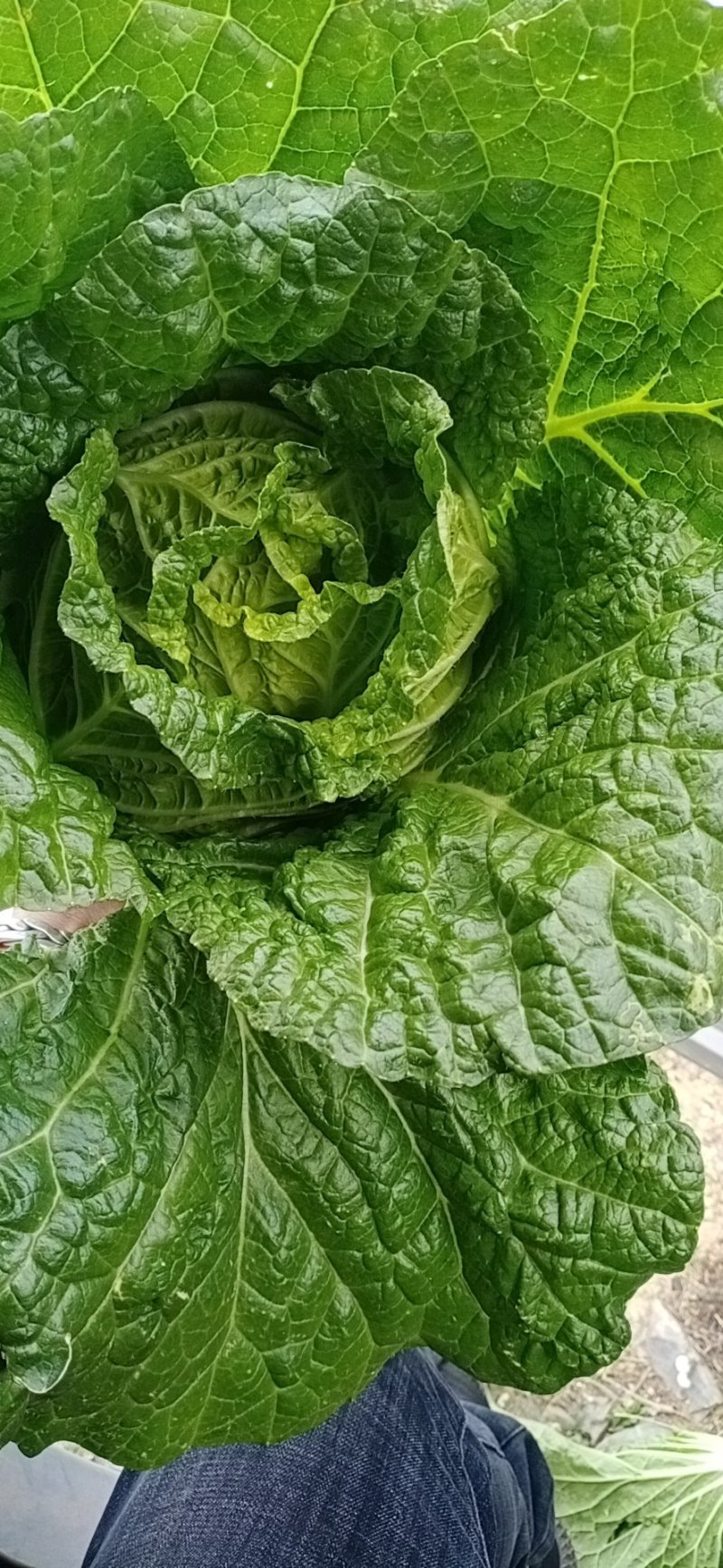 精品黄心大白菜大量上市