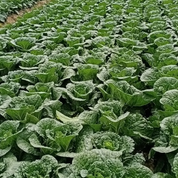 精品黄心大白菜大量上市