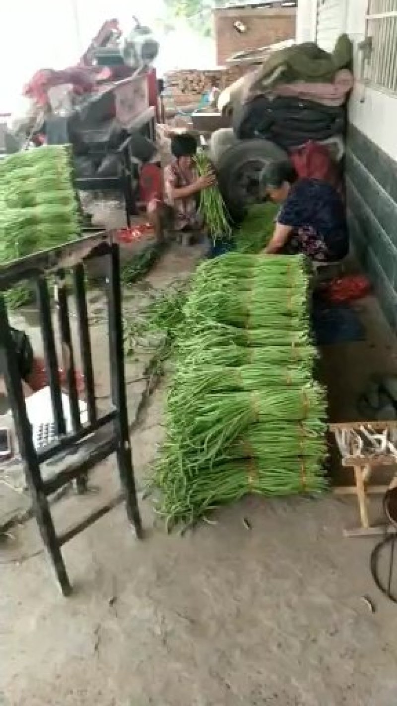 河南开封祥符区精品长豆角大量上市中，欢迎新老客户前来收购