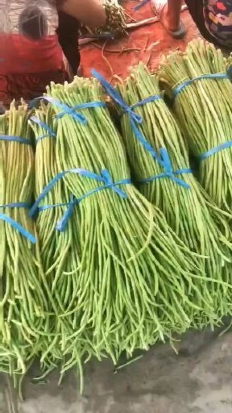 河南开封祥符区精品长豆角大量上市中，欢迎新老客户前来收购