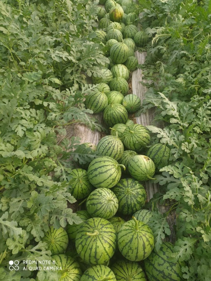 浙江温岭特小凤西瓜皮薄肉甜，大量上市，产地直供保质保量