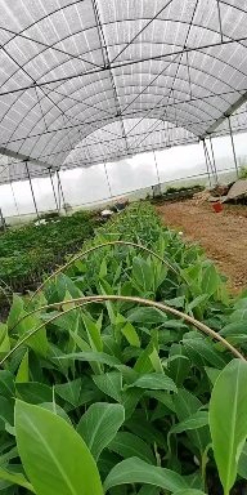 粉蕉苗广粉苗巴西香蕉苗无菌催芽组培试管苗无病毒