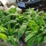 粉蕉苗广粉苗巴西香蕉苗无菌催芽组培试管苗无病毒