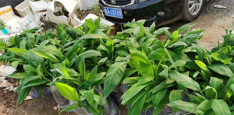 粉蕉苗广粉苗巴西香蕉苗无菌催芽组培试管苗无病毒