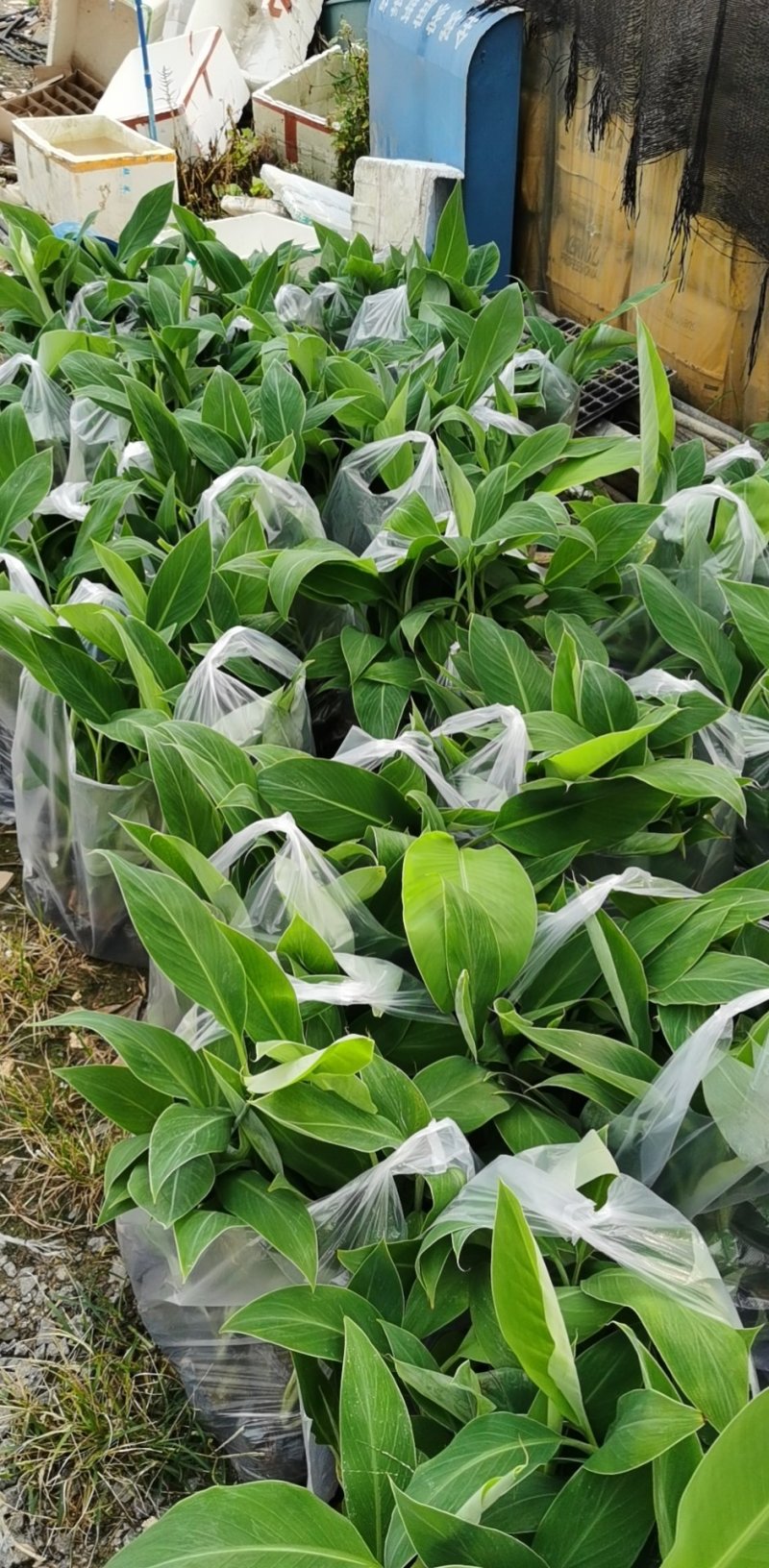 粉蕉苗广粉苗巴西香蕉苗无菌催芽组培试管苗无病毒