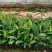 粉蕉苗广粉苗巴西香蕉苗无菌催芽组培试管苗无病毒