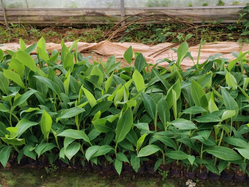 粉蕉苗广粉苗巴西香蕉苗无菌催芽组培试管苗无病毒