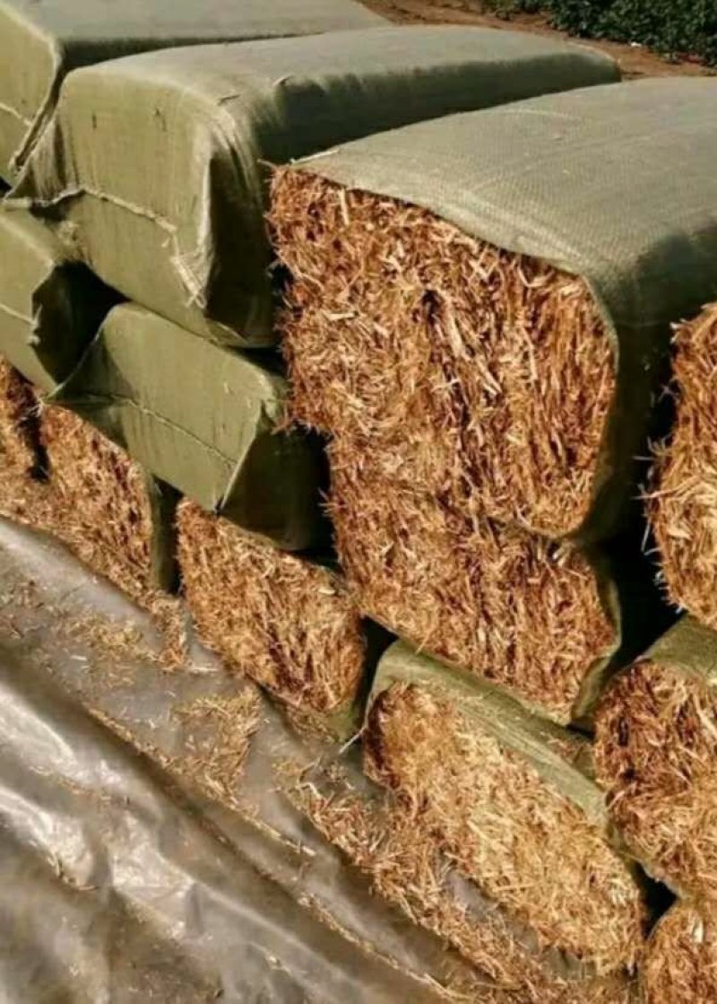 玉米秸秆铡段柔丝各种草料牛羊养殖
