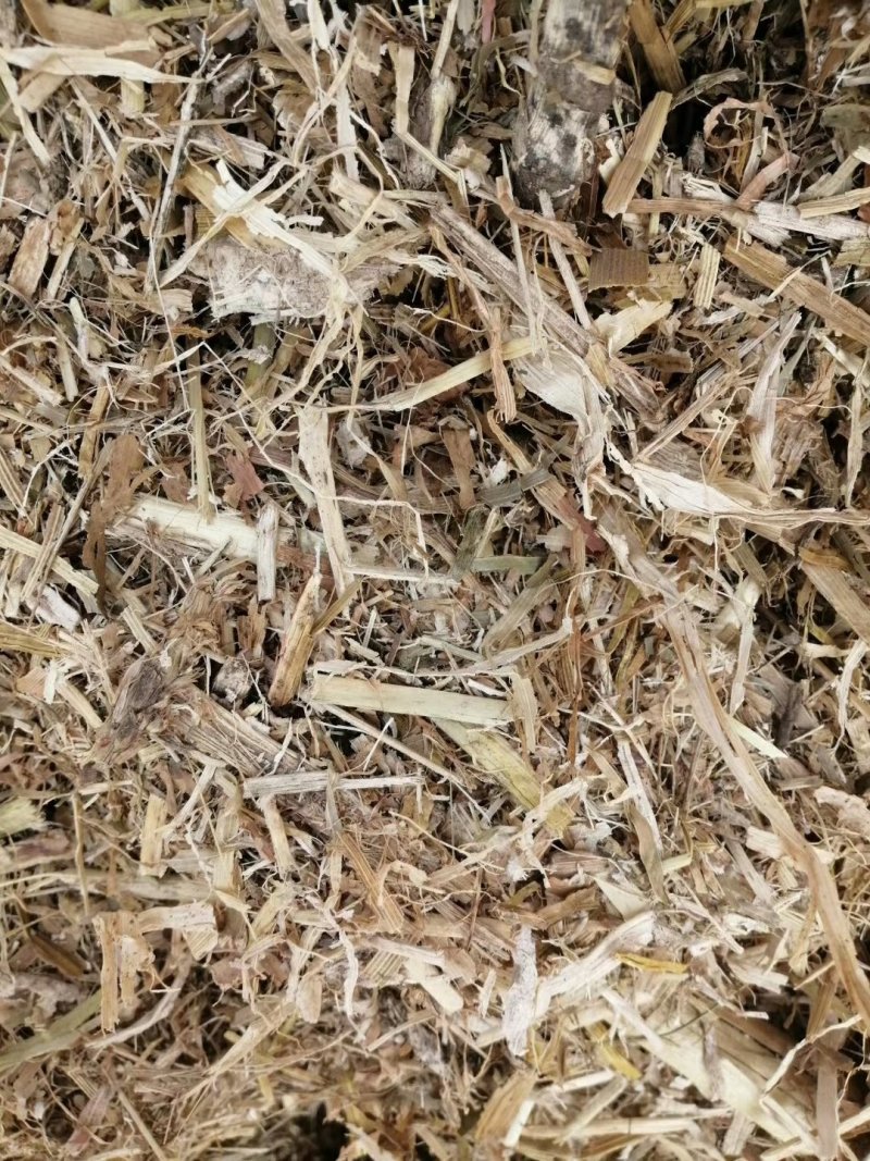 玉米秸秆铡段柔丝各种草料牛羊养殖