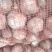 河南商丘【出口】大蒜扒皮大蒜小中大胡蒜全精品