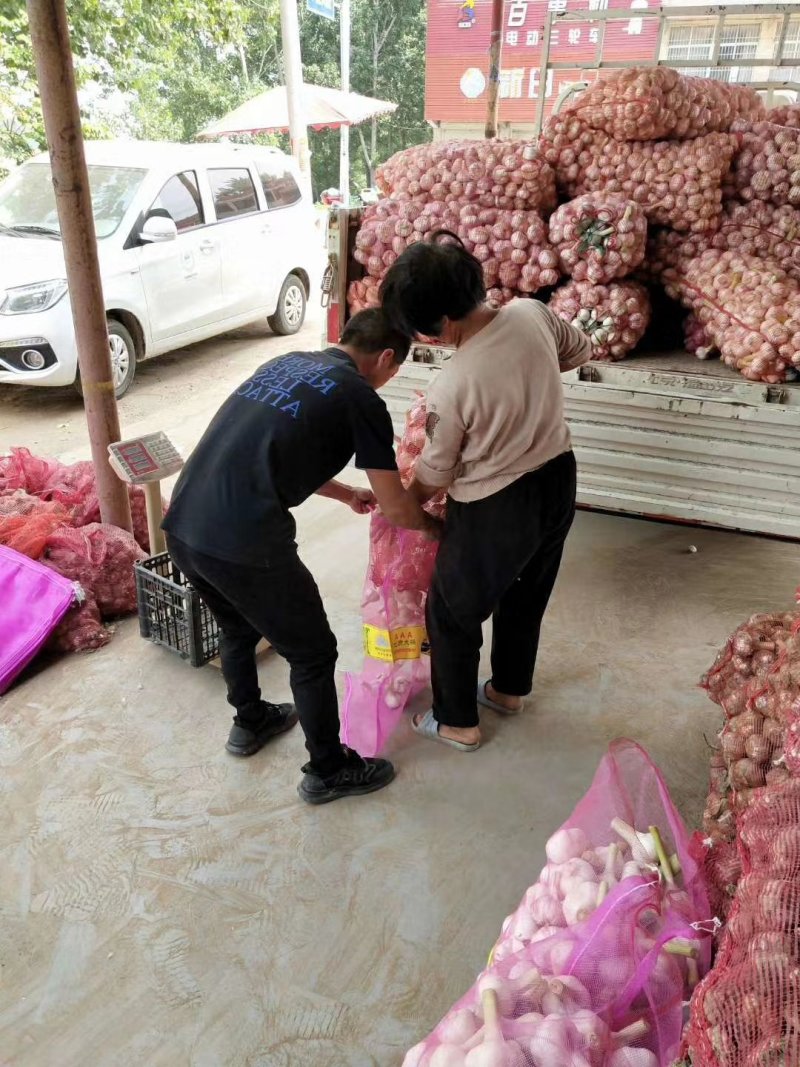 河南商丘【出口】大蒜扒皮大蒜小中大胡蒜全精品