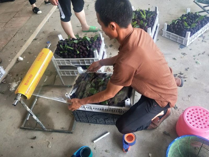 福建漳州精品杨梅