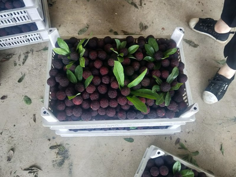 福建漳州精品杨梅