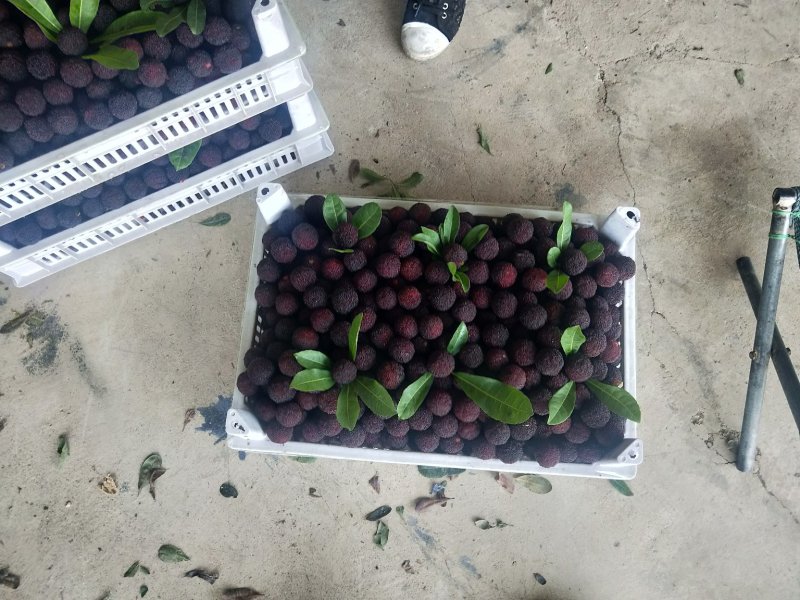 福建漳州精品杨梅