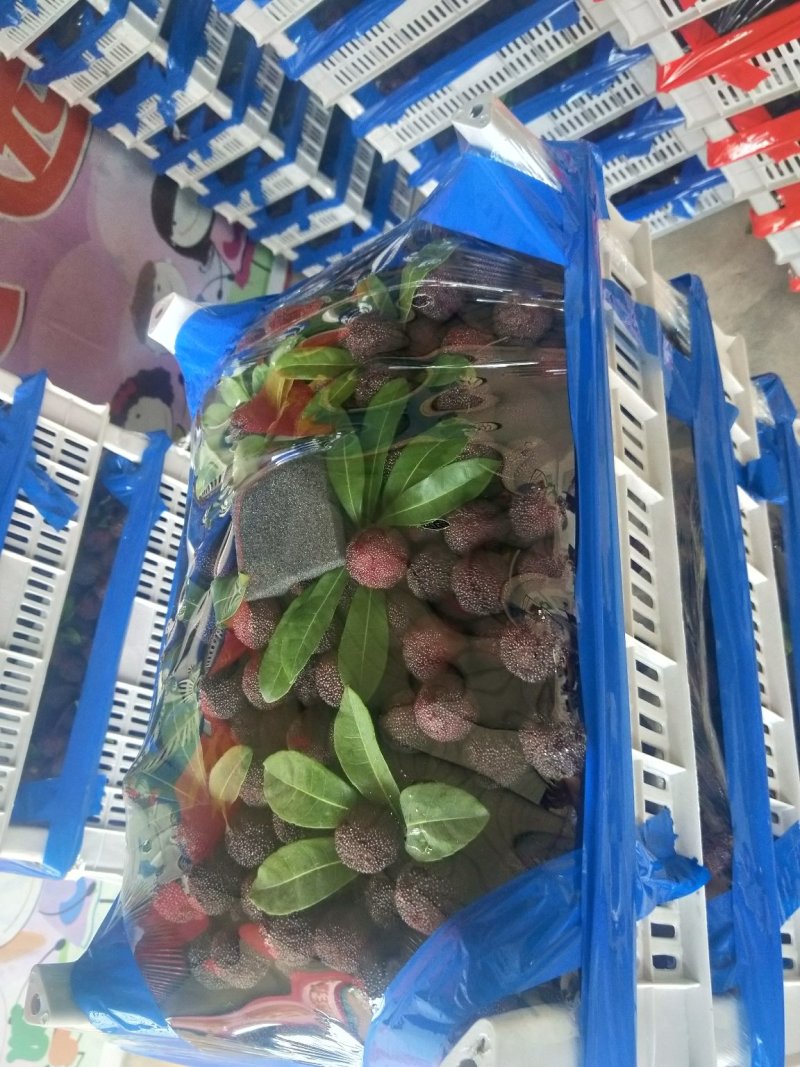 福建漳州精品杨梅