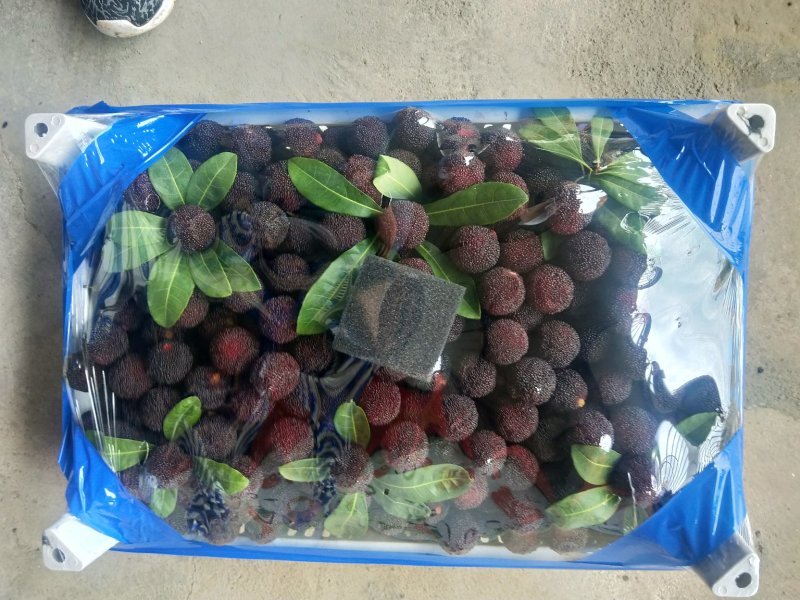 福建漳州精品杨梅