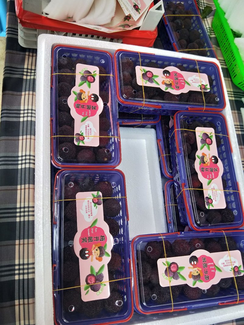 福建漳州精品杨梅