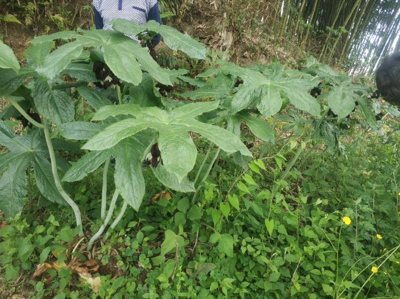 贵州八角莲江边一碗水包邮