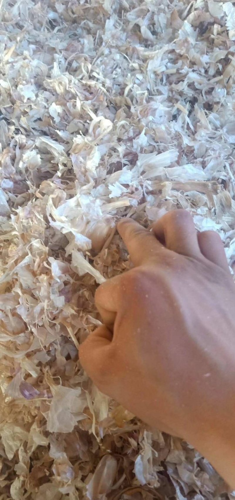大蒜皮压块大蒜皮颗粒质量保证