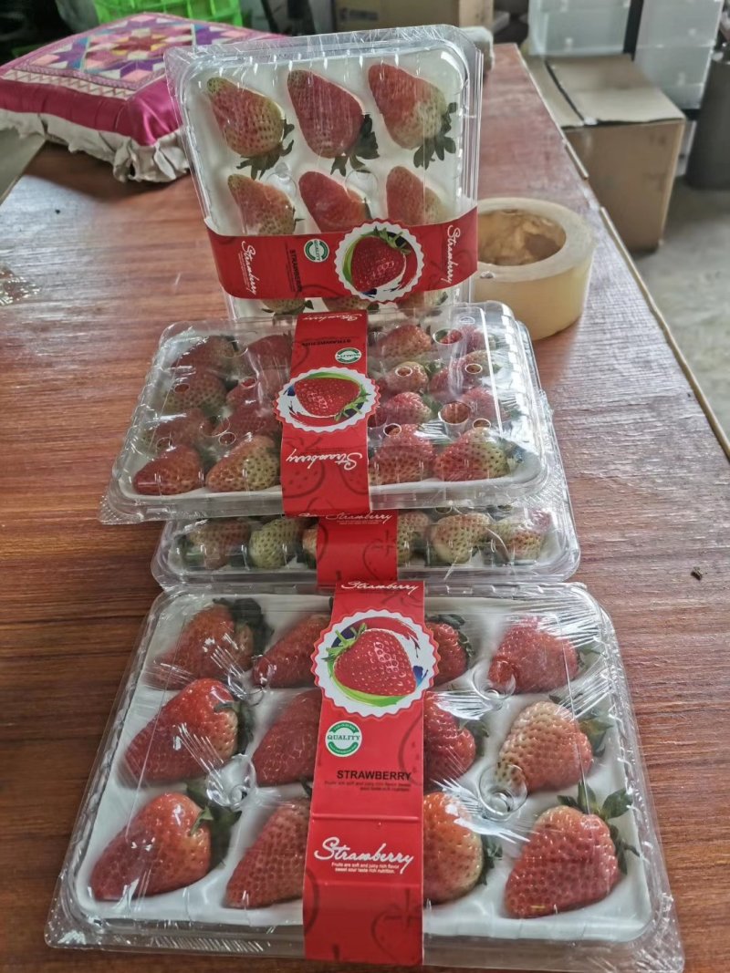蒙特瑞四季草莓蛋糕烘培草莓，糖葫芦草莓，冷饮草莓