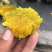 进口贝贝南瓜（惠和1号）