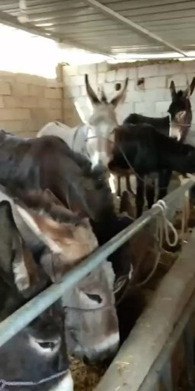 肉驴