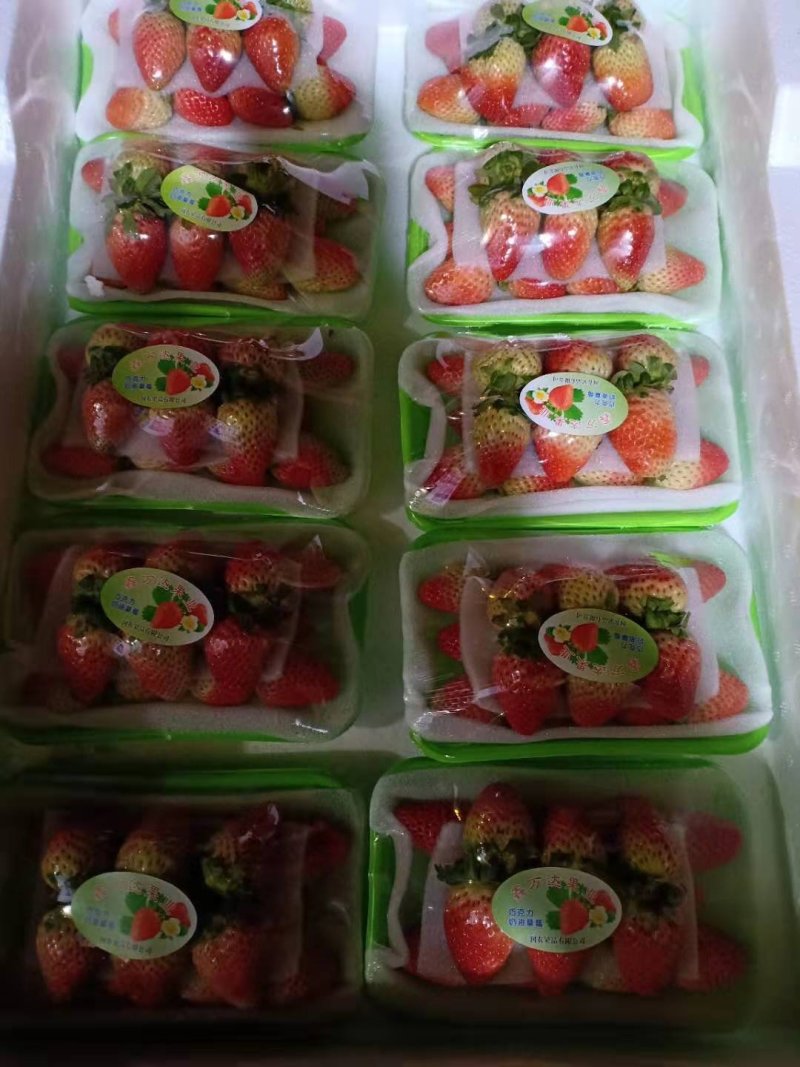 蒙特瑞四季草莓，现货供应，从采摘到包装再到客户手中24小