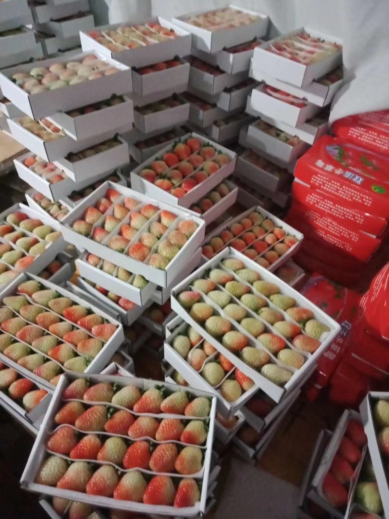 蒙特瑞四季草莓，现货供应，从采摘到包装再到客户手中24小