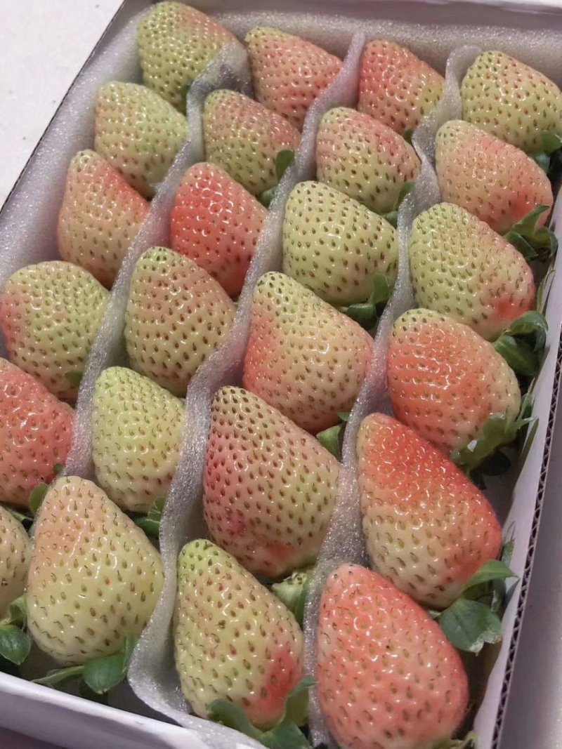 蒙特瑞四季草莓，现货供应，从采摘到包装再到客户手中24小