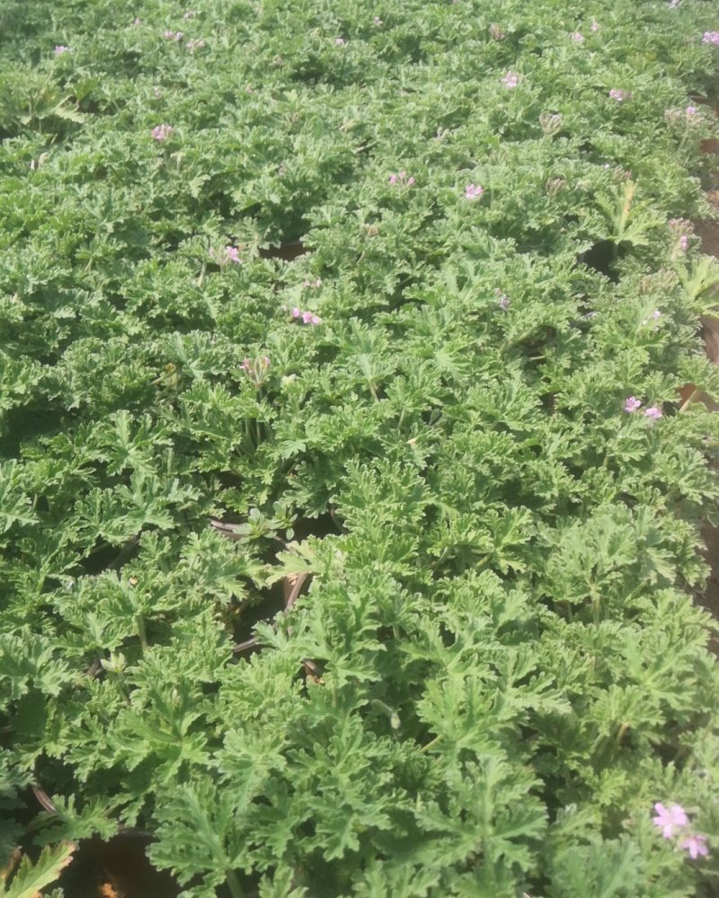 驱蚊草原土夏季去蚊虫原盆发货基地批发（支持一件代发）