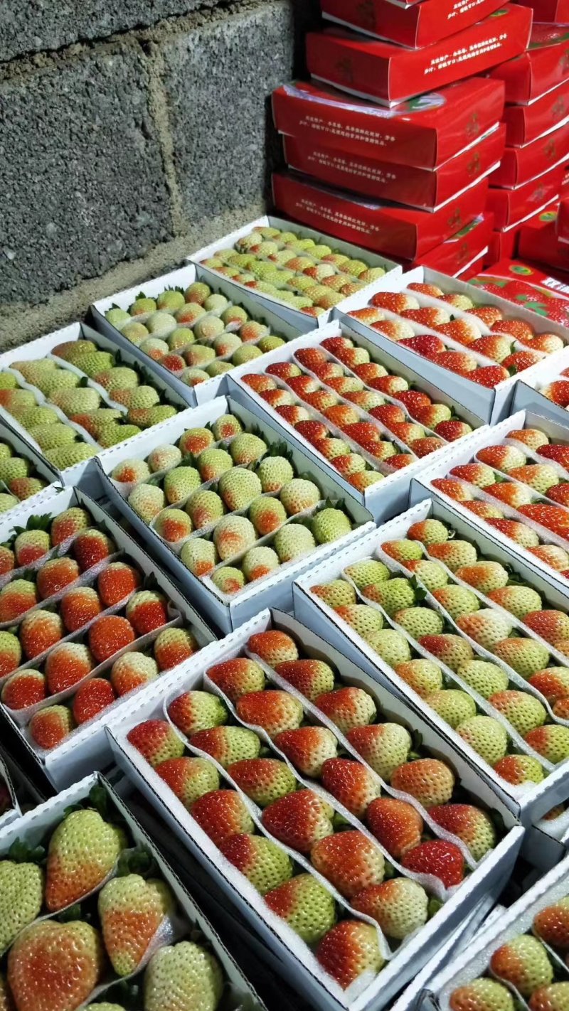 蒙特瑞四季草莓，现货供应，从采摘到包装再到客户手中24小