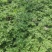 驱蚊草原土夏季去蚊虫原盆发货基地批发（支持一件代发）