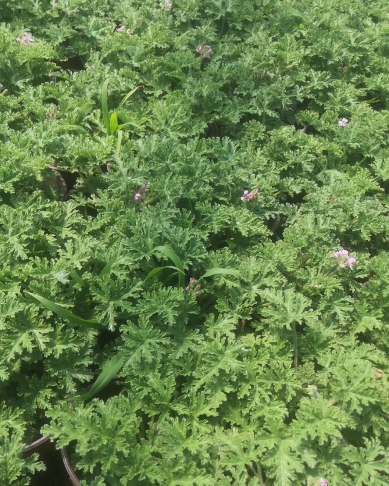 驱蚊草原土夏季去蚊虫原盆发货基地批发（支持一件代发）