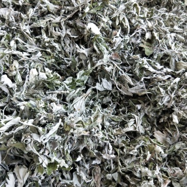 精选艾叶