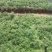 驱蚊草原土夏季去蚊虫原盆发货基地批发（支持一件代发）