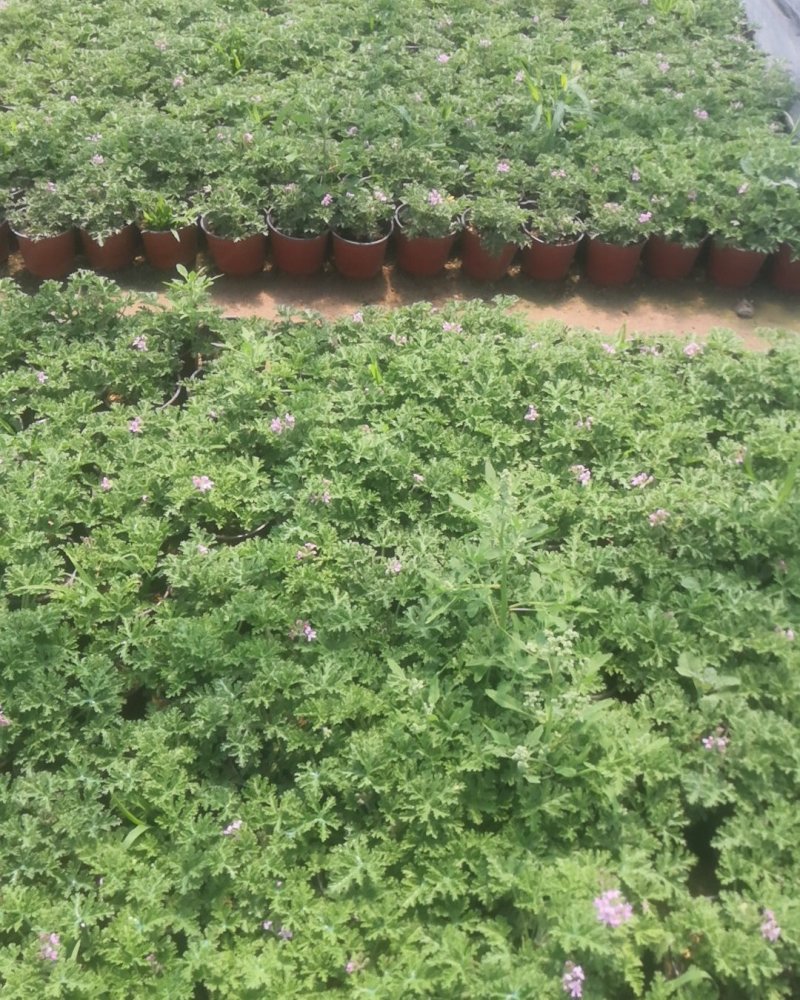 驱蚊草原土夏季去蚊虫原盆发货基地批发（支持一件代发）