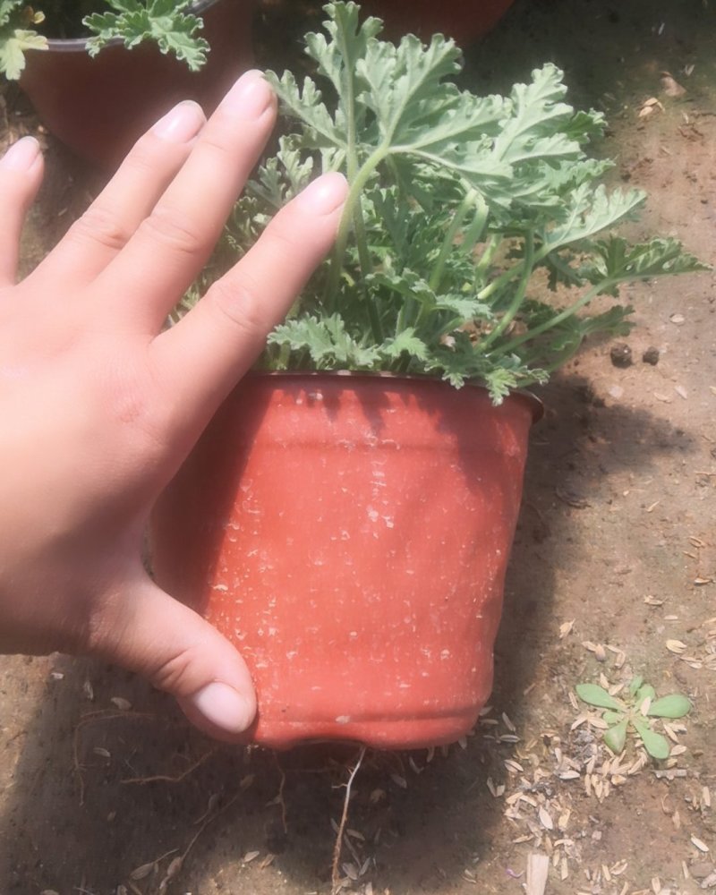 驱蚊草原土夏季去蚊虫原盆发货基地批发（支持一件代发）