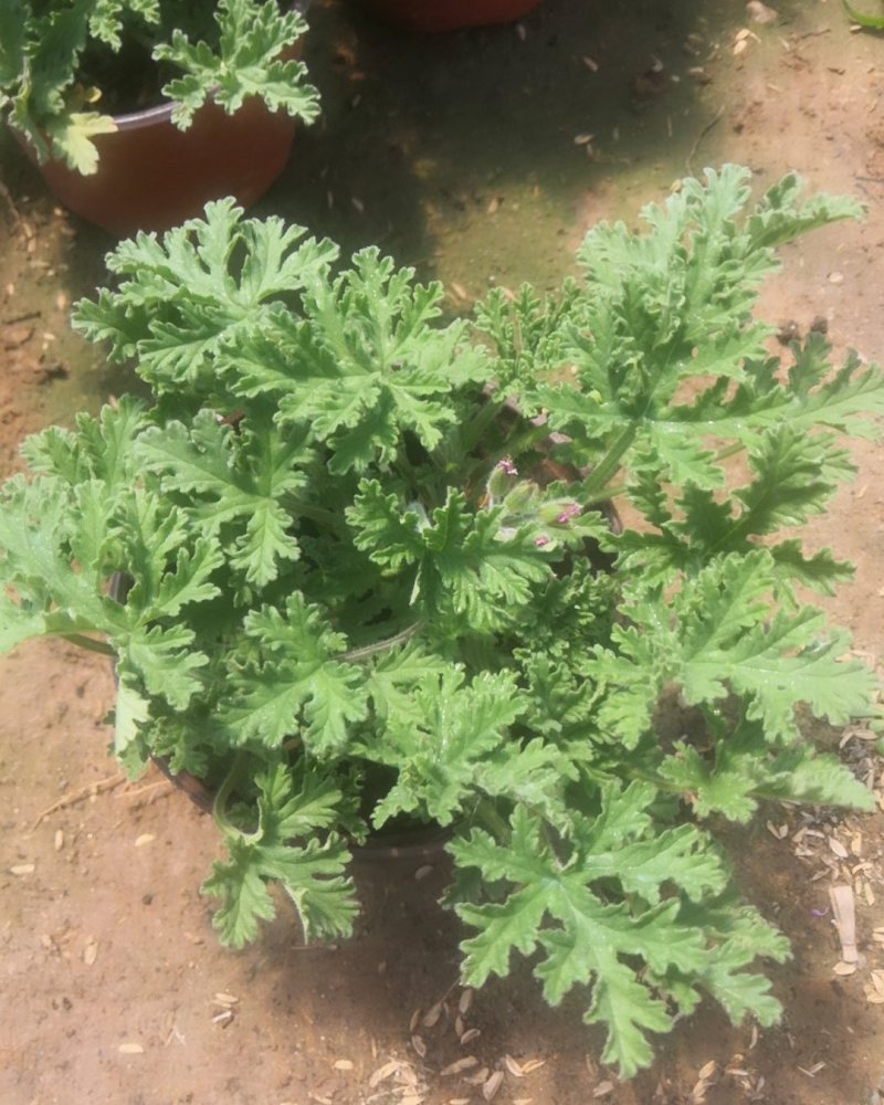 驱蚊草原土夏季去蚊虫原盆发货基地批发（支持一件代发）